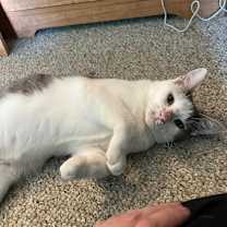 Thumbnail photo of BooBoo #3