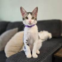 Thumbnail photo of Pixie #2