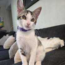 Thumbnail photo of Pixie #3