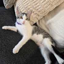 Thumbnail photo of Pixie #4