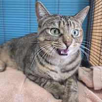 Thumbnail photo of Meringue #2