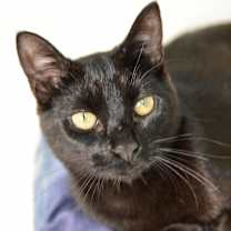 Thumbnail photo of Ugabooga #1