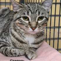 Thumbnail photo of Gregory #1