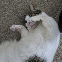 Thumbnail photo of Waffles #1