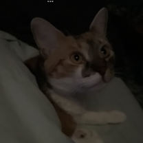 Thumbnail photo of Spirit #3