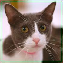 Thumbnail photo of Sago #1