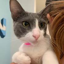 Thumbnail photo of Sago #2