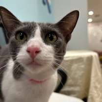 Thumbnail photo of Sago #3