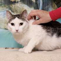 Thumbnail photo of Tinker #1