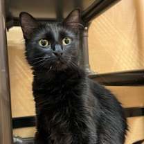 Thumbnail photo of Princess #3