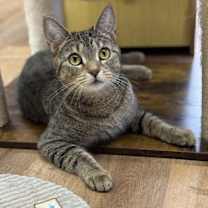 Thumbnail photo of Willow #1