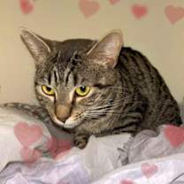 Thumbnail photo of Mona #4