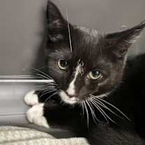 Thumbnail photo of Raychel #1