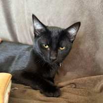 Thumbnail photo of Gyoza #3