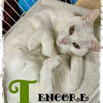 Thumbnail photo of Encore 'T' *Cyd #2