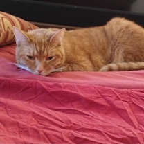 Thumbnail photo of Data #1