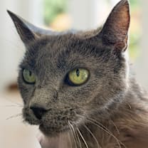 Thumbnail photo of Midnight #1