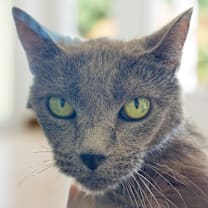 Thumbnail photo of Midnight #3