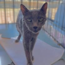 Thumbnail photo of Midnight #4