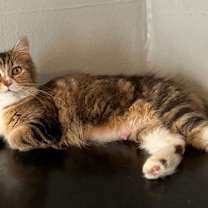 Thumbnail photo of Ash Rose #2