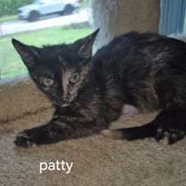 Thumbnail photo of Patty #1