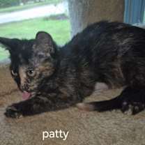 Thumbnail photo of Patty #2