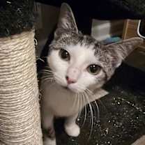 Thumbnail photo of Mojo #1