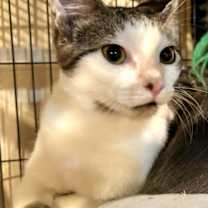 Thumbnail photo of Mojo #2