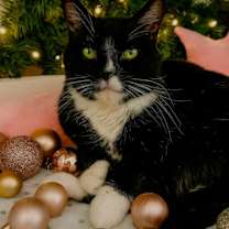 Thumbnail photo of Pazza #1