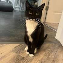 Thumbnail photo of Frodo #1