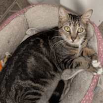 Thumbnail photo of Nugget #1