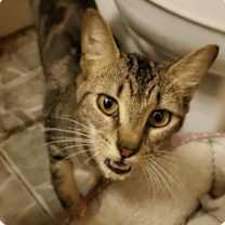 Thumbnail photo of Nugget #2