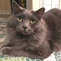 adopt-pet