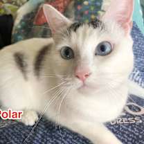 Thumbnail photo of Polar #1