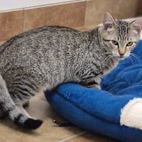 adopt-pet