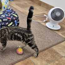 adopt-pet