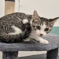adopt-pet