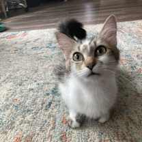 Thumbnail photo of Junie B. #1