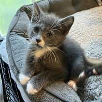 Thumbnail photo of Madness #1