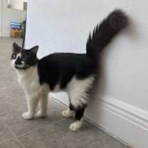 Thumbnail photo of Uno #1