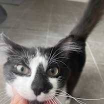 Thumbnail photo of Uno #3