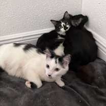 Thumbnail photo of Tres #1