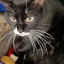 Thumbnail photo of Bob #1