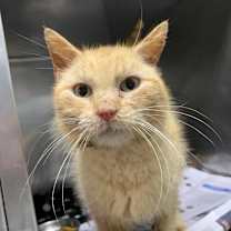 Thumbnail photo of Cluster Pine #2