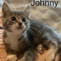 Thumbnail photo of Rose Litter Kittens #1