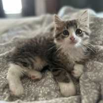 Thumbnail photo of Rose Litter Kittens #2