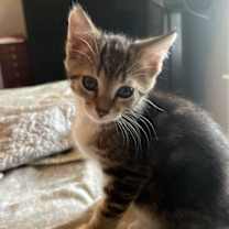 Thumbnail photo of Rose Litter Kittens #4