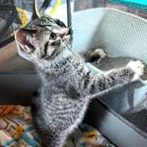 Thumbnail photo of Elio   (Bonded to Egan) #2