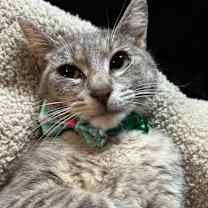 Thumbnail photo of Cass #2