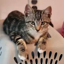 Thumbnail photo of Barley #2